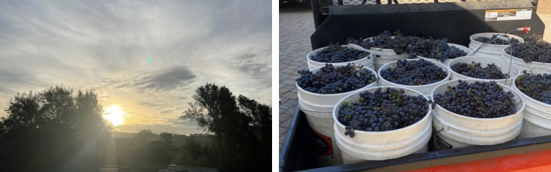 vineyard at sunset and first harvest 